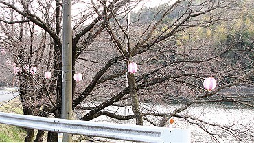 0327開花未だの桜 -01 _2023-s.jpg