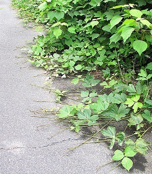 0626つる植物 -01 _3236-s.jpg