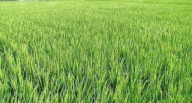 0830水田 -01 _4570-s.jpg