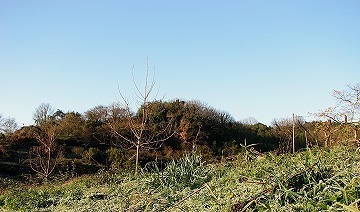 早朝青皿12-31 _7172-s.jpg
